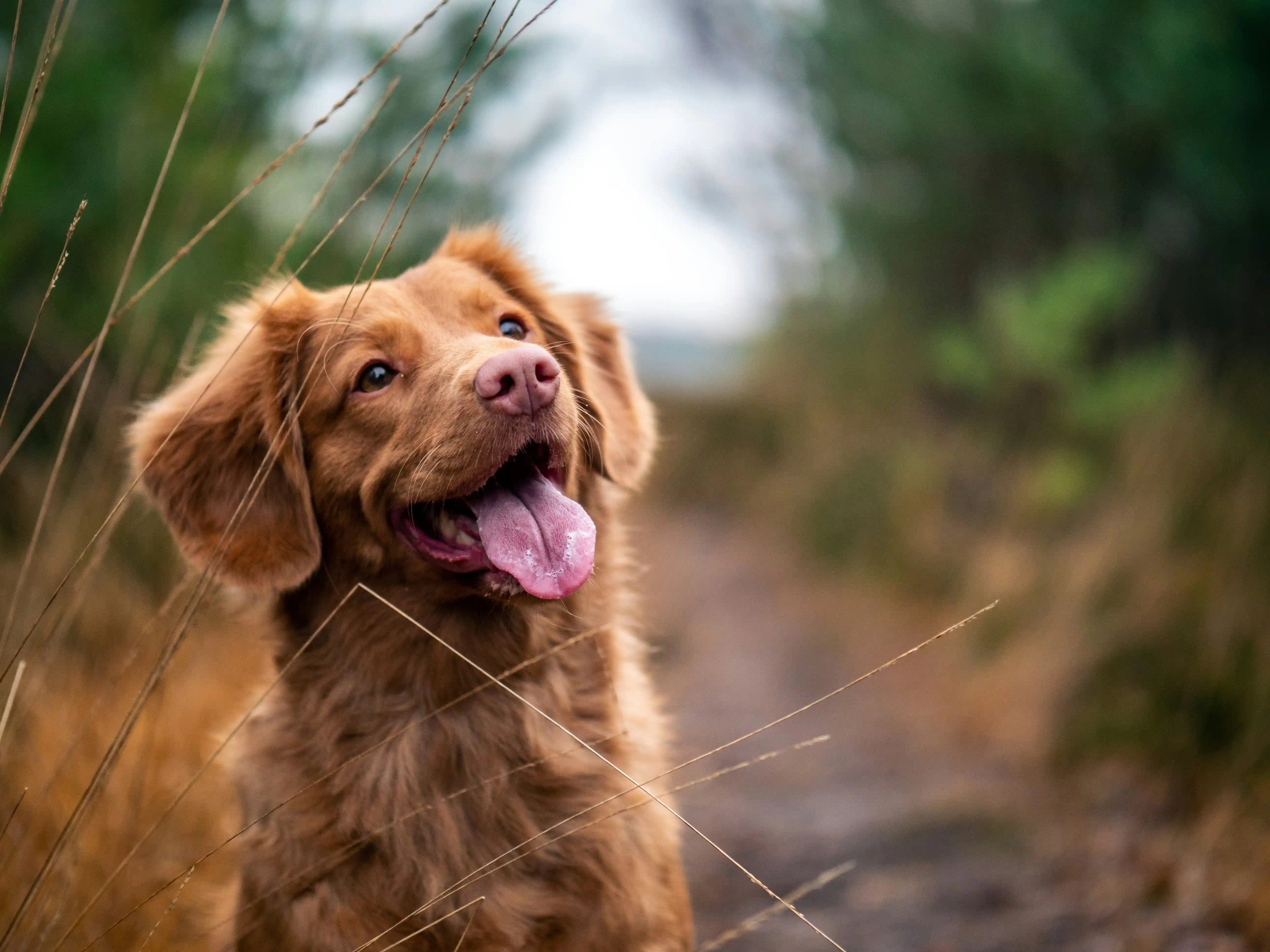 Handgemachte Tierprodukte für Hunde – Spielzeug aus 100% Naturhanf