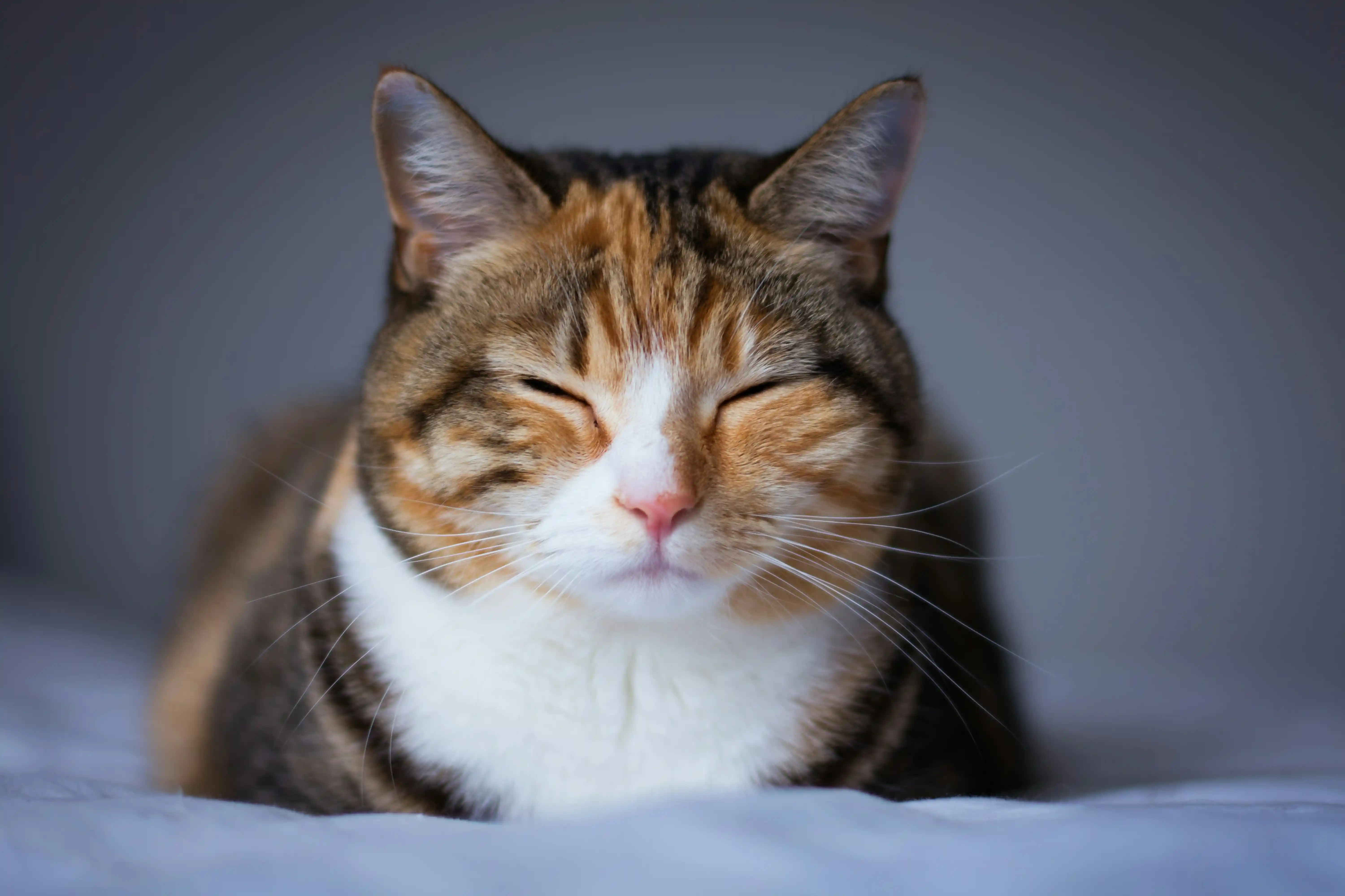 Handgemachte Tierprodukte für Katzen – XXL Katzenklos aus Holz für Maine Coon