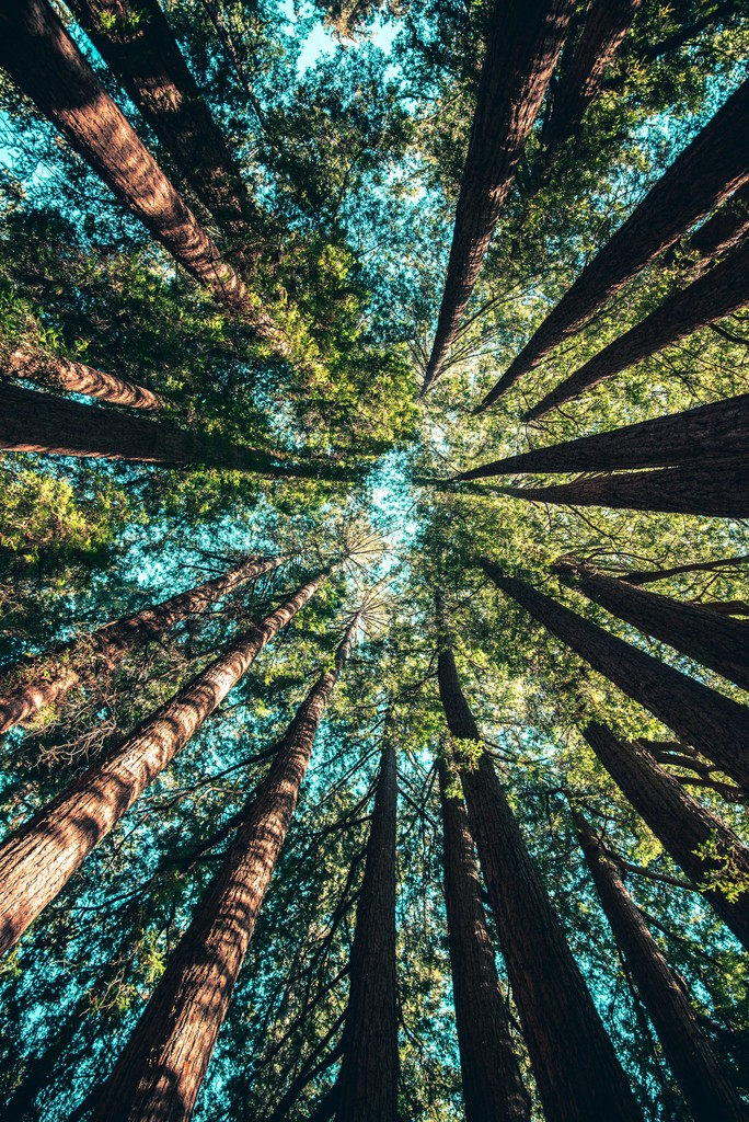Blick in die Wipfel heimischer Wälder