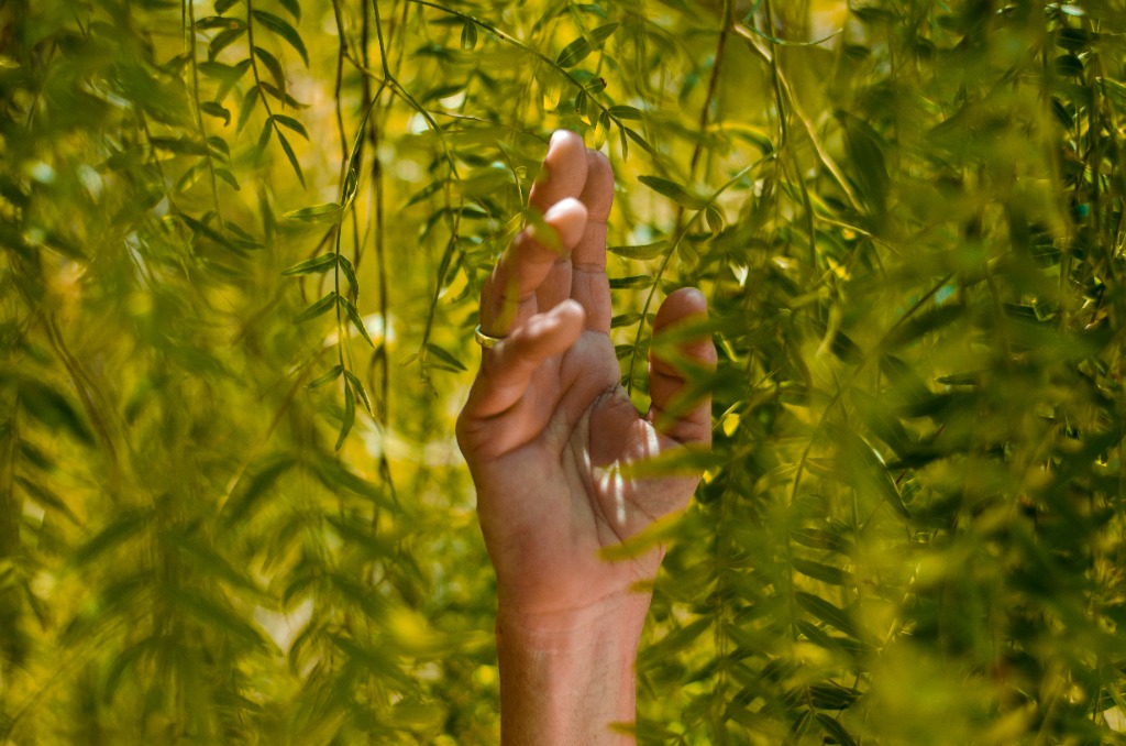Eine Hand greift nach den Blättern eines Weidenbaums – Naturverbundenheit und Handwerk